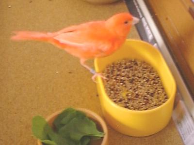 canary on food