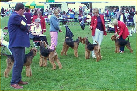 [Airedales]