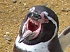 [Yawning penguin]