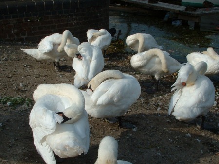 [Swans]