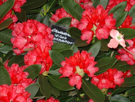 [Rhododendron]